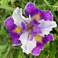 Iris and Peony Show - Whitehouse Nursery