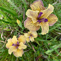 Iris and Peony Show - Whitehouse Nursery