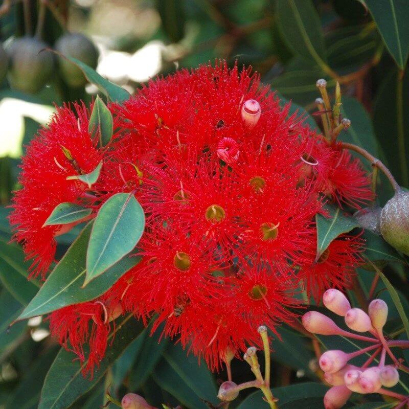 https://www.whitehousenursery.com.au/content/product/regular/full/Corymbia_ficifolia__Red_Flowering_Gum-773-802.jpg
