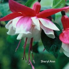 Garden or Pot Fuchsia - Sheryl Ann