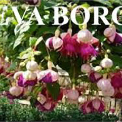 Hanging Basket Fuchsia - Eva Borg