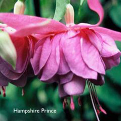 Garden, Pot or Hanging Basket Fuchsia -  Hampshire Prince