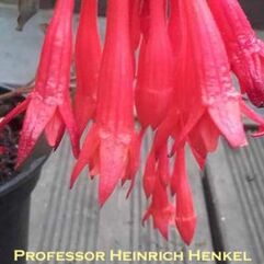 Garden, Pot or Hanging Basket Fuchsia - Professor Heinrich Henkel