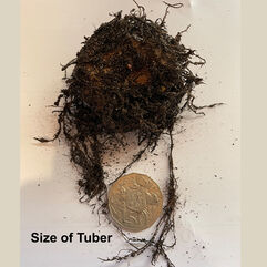 Tuberous Begonia Tubers   Hanging Basket Tubers   Mixed